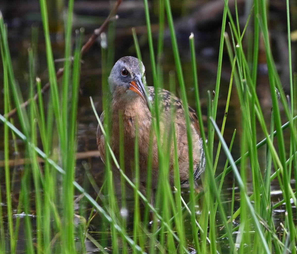 Virginia Rail - Ralph Erickson