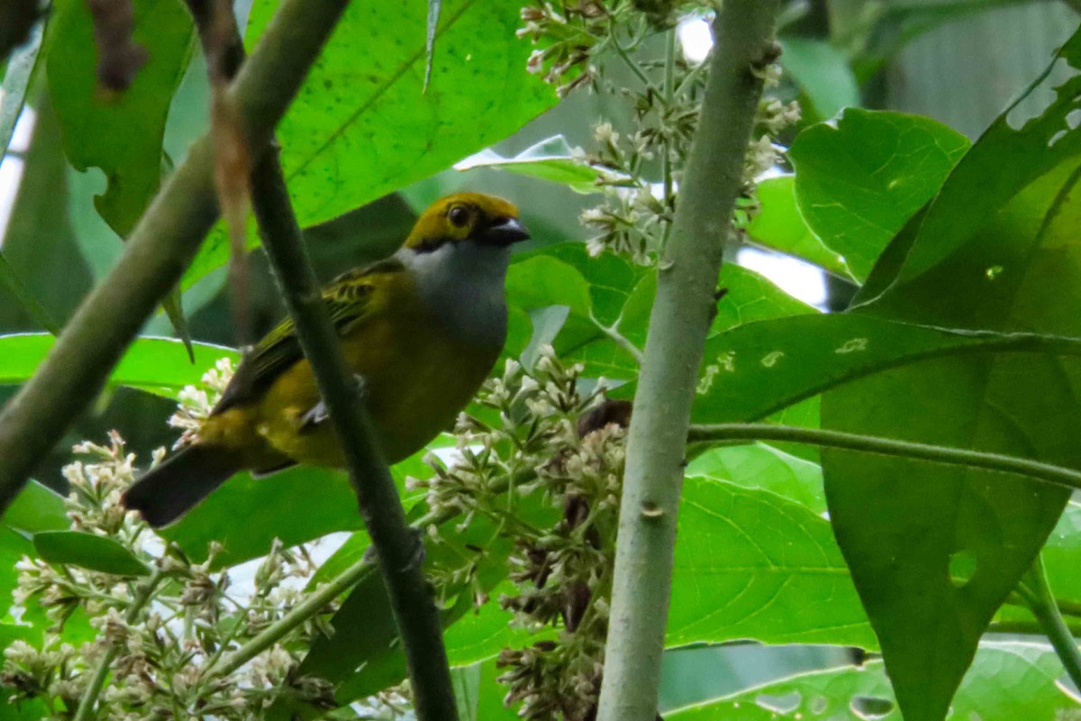 Silver-throated Tanager - Rogger Valencia Monroy