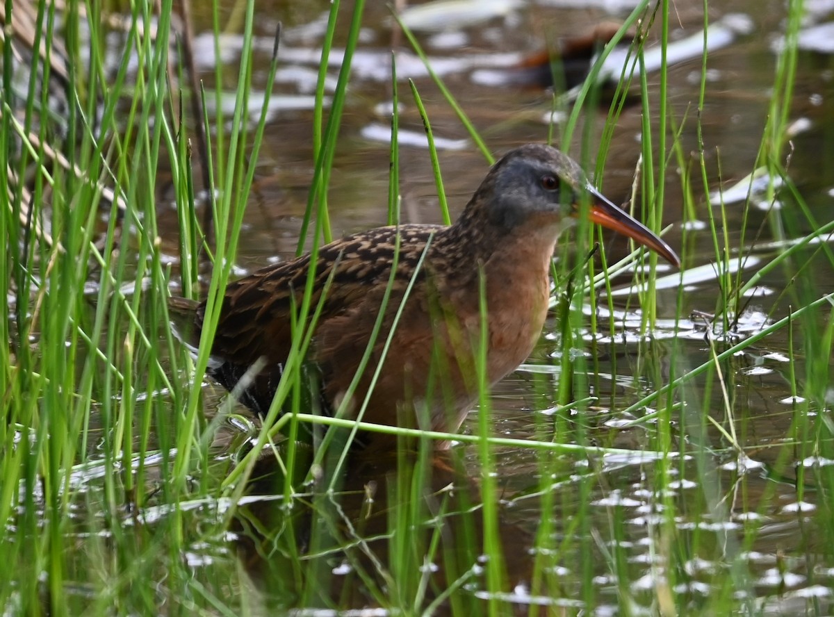 Virginia Rail - Ralph Erickson