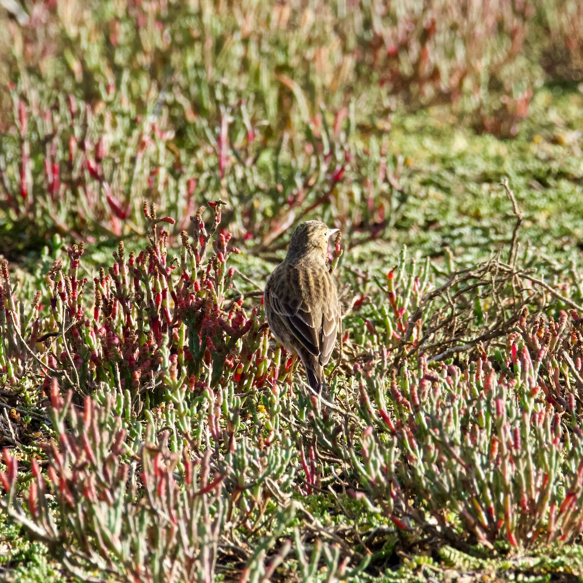 Australian Pipit - ML619207355