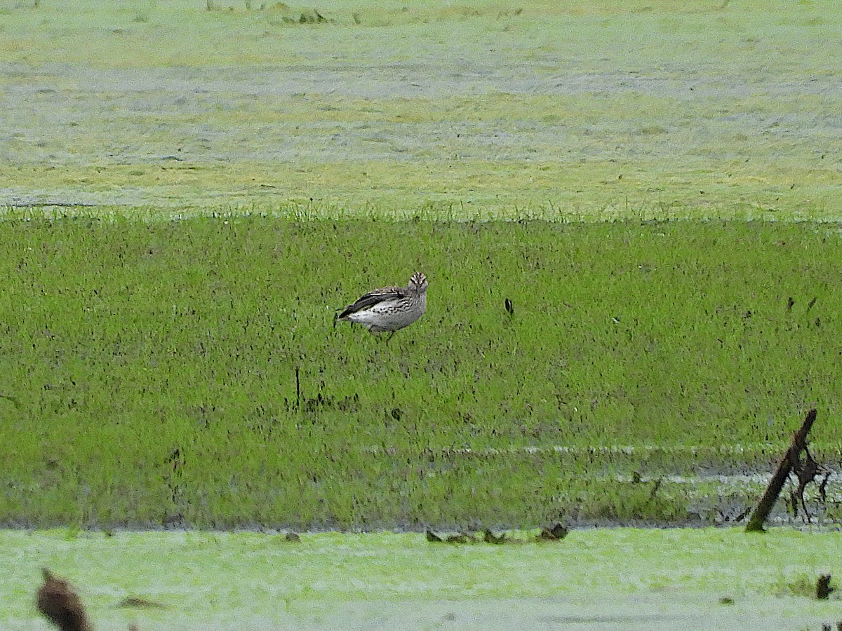 White-rumped Sandpiper - ML619207358