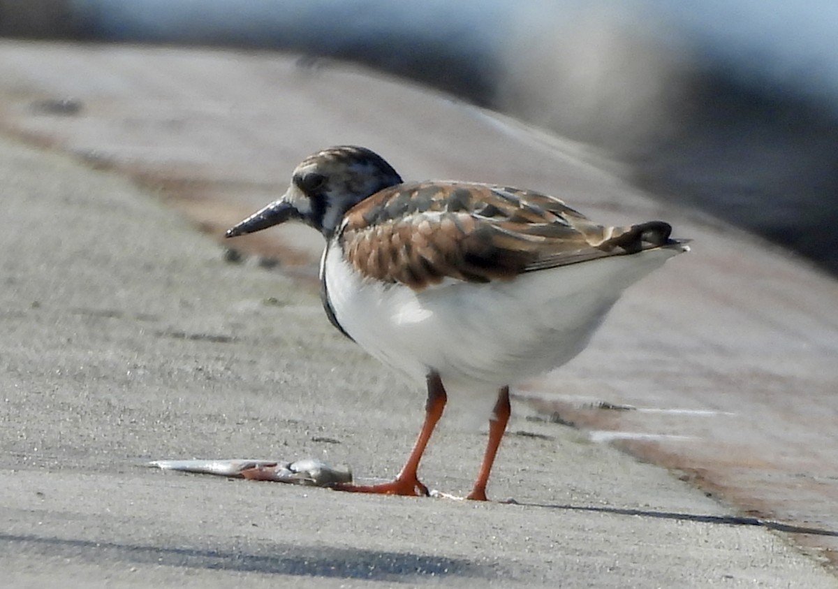 Ruddy Turnstone - Carolyn Lueck