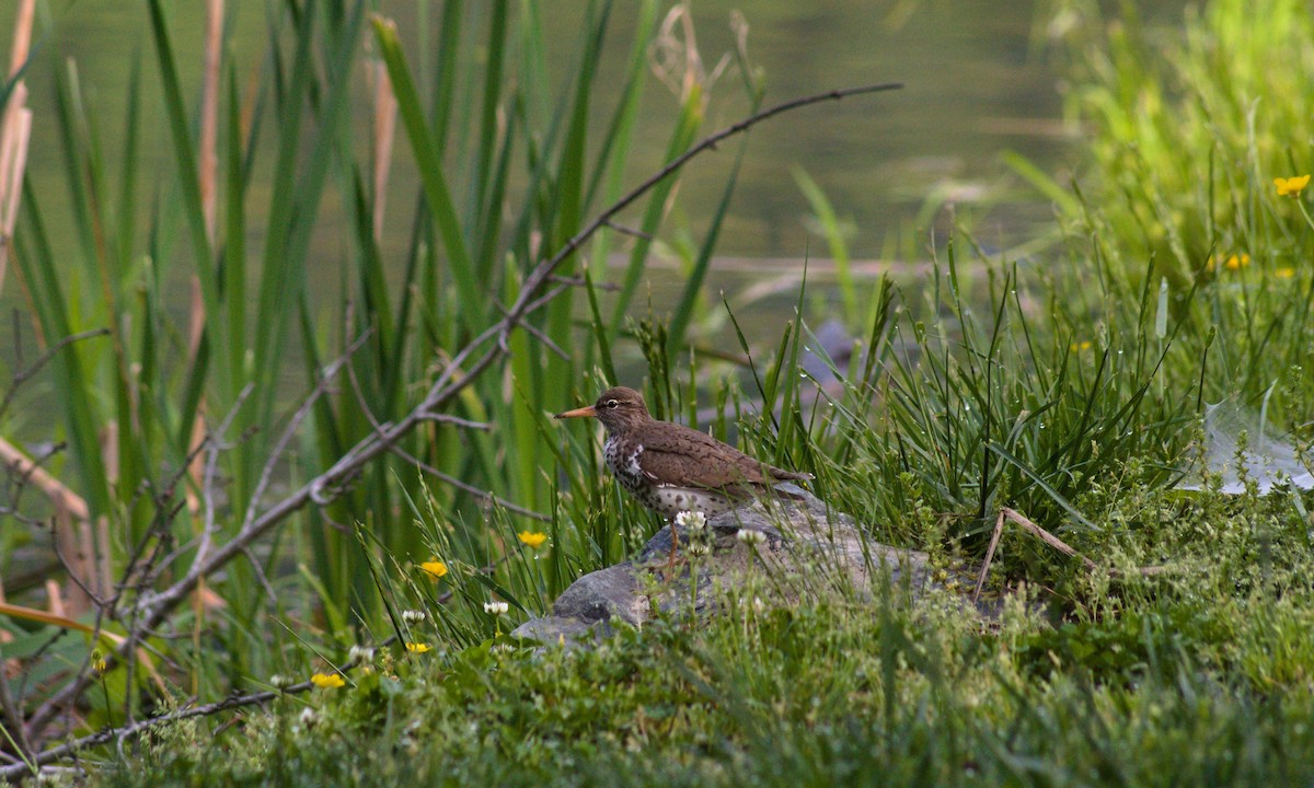 Spotted Sandpiper - G A