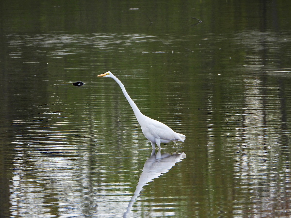 Great Egret - Benoît Turgeon