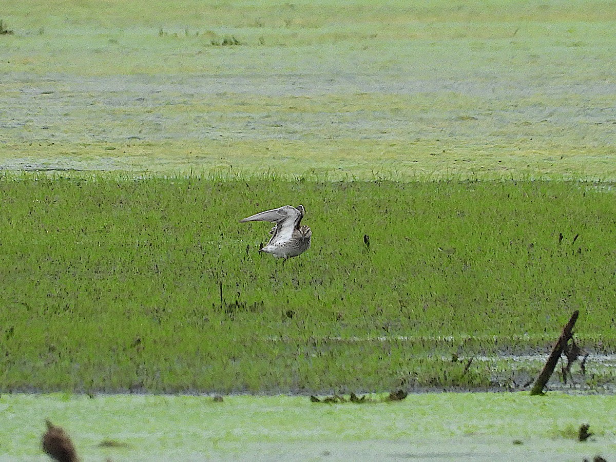 Weißbürzel-Strandläufer - ML619207369