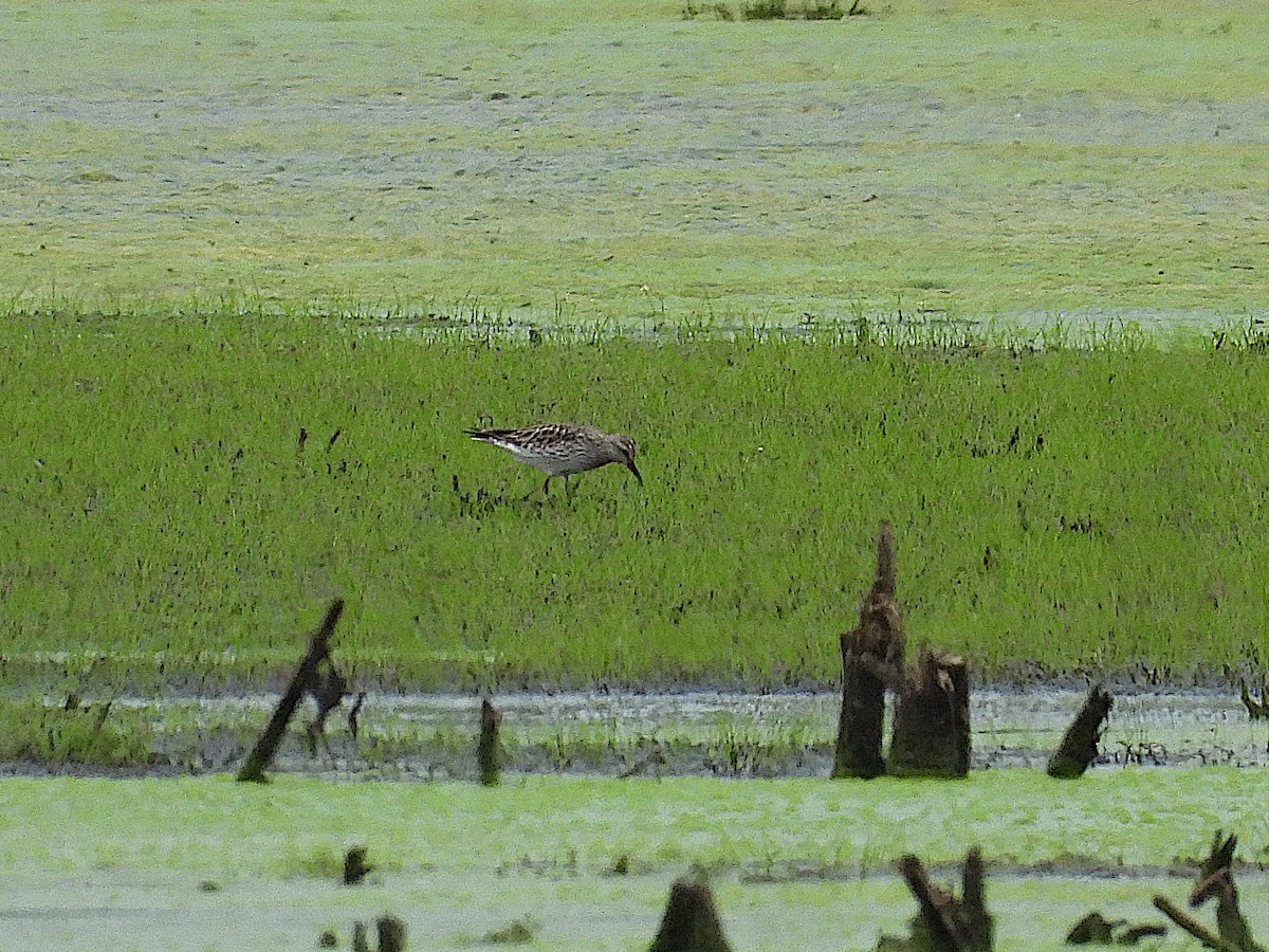 White-rumped Sandpiper - ML619207379