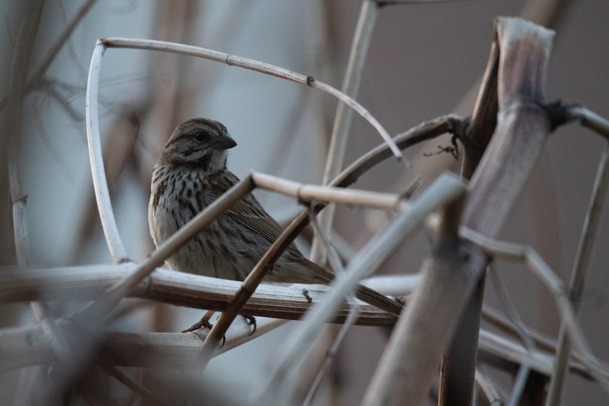 Song Sparrow - Philippe Hénault