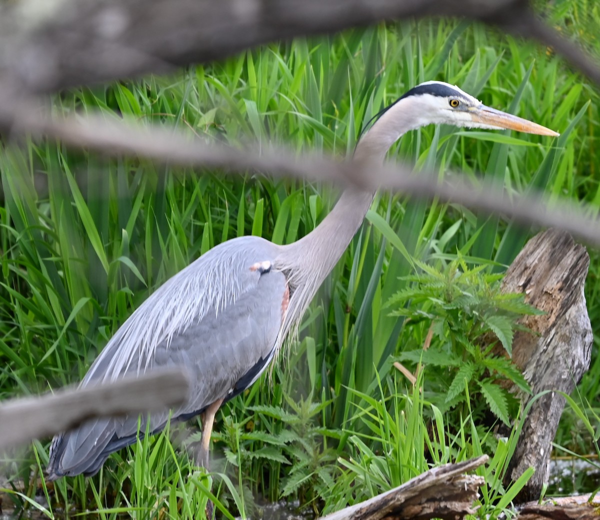 Great Blue Heron - Ralph Erickson