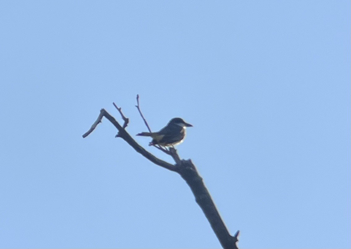 Thick-billed Kingbird - Anonymous