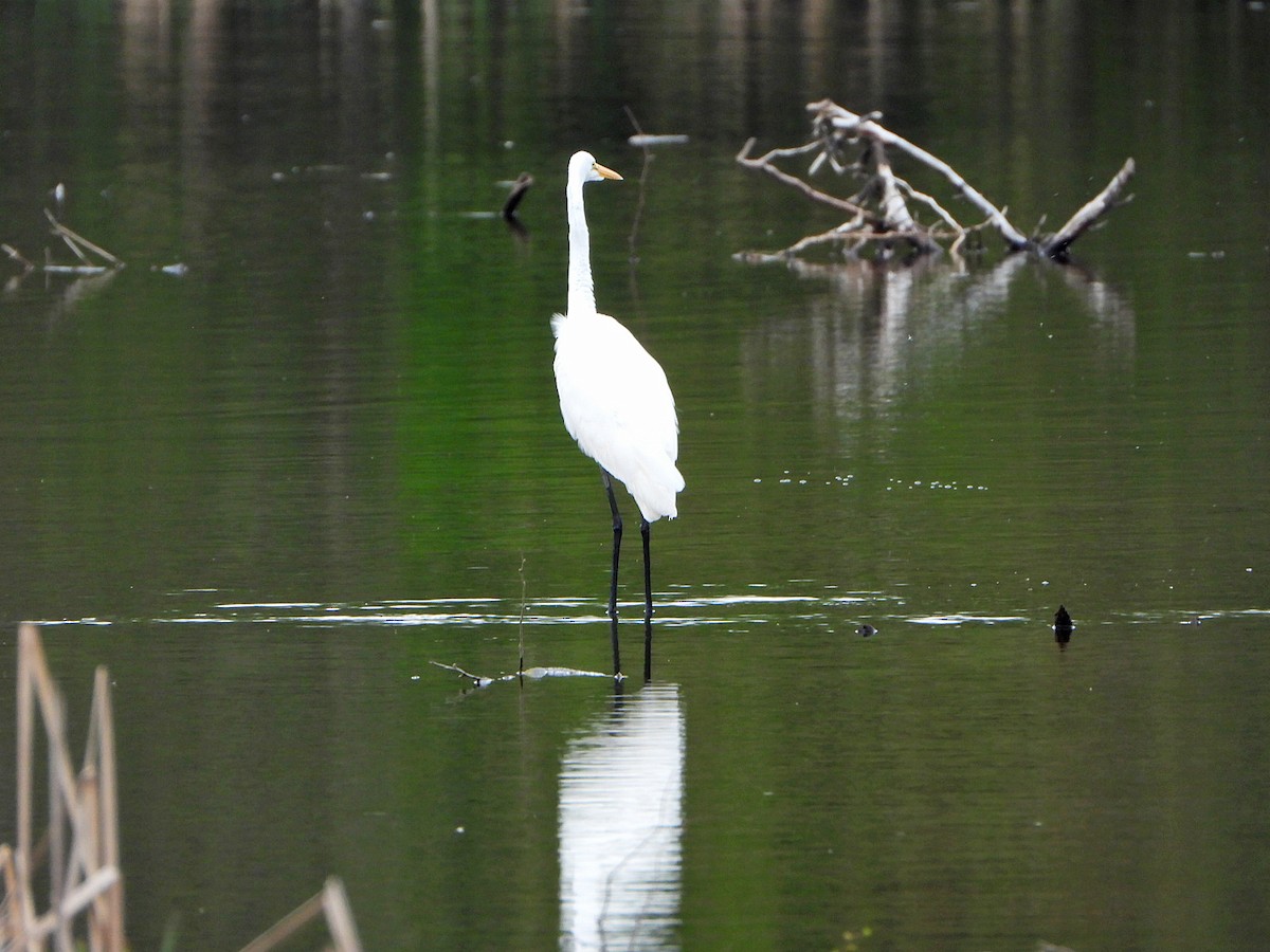 Great Egret - Benoît Turgeon