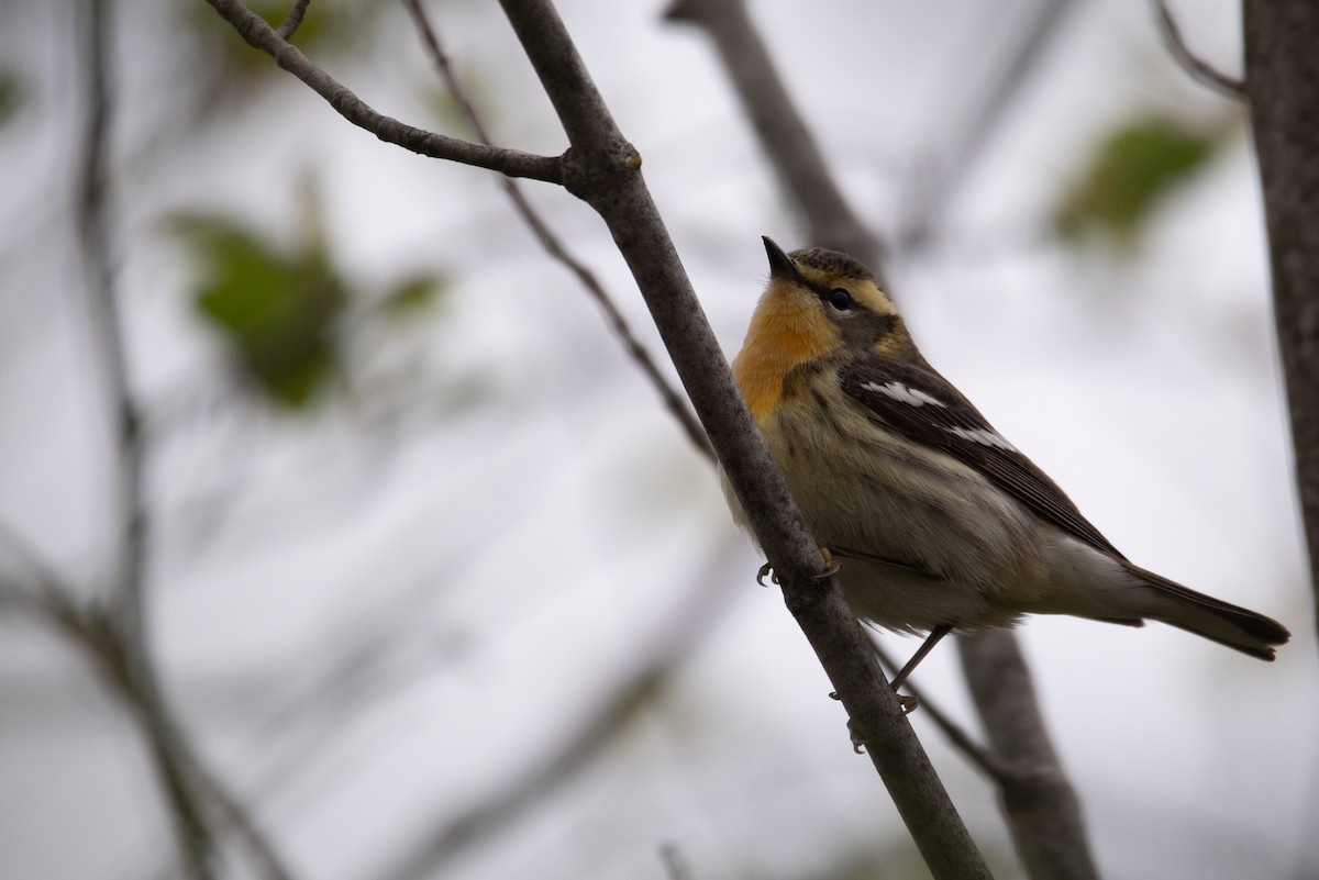 Blackburnian Warbler - Philippe Hénault