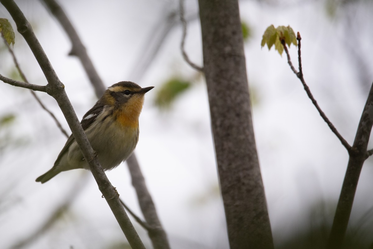 Blackburnian Warbler - Philippe Hénault