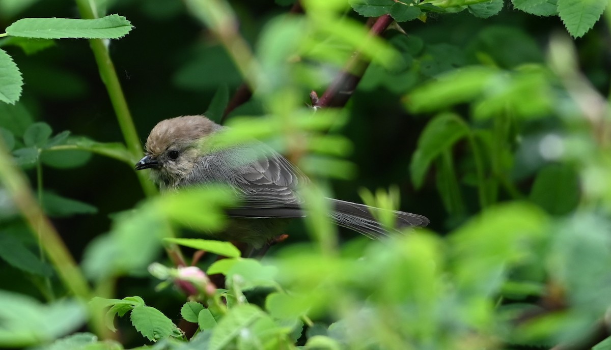 Bushtit - Ralph Erickson