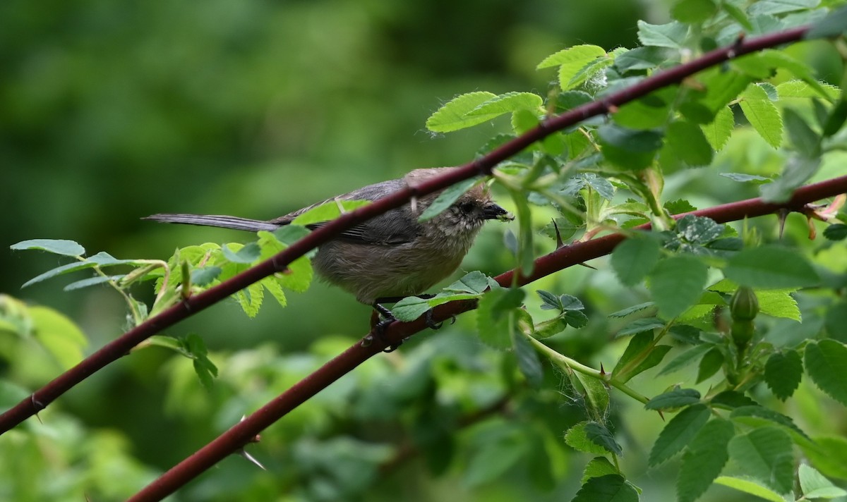 Bushtit - Ralph Erickson