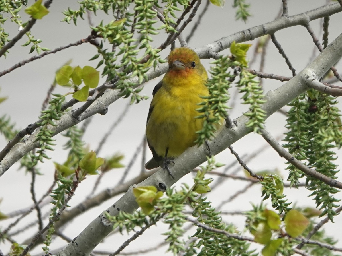 Western Tanager - Liz Soria