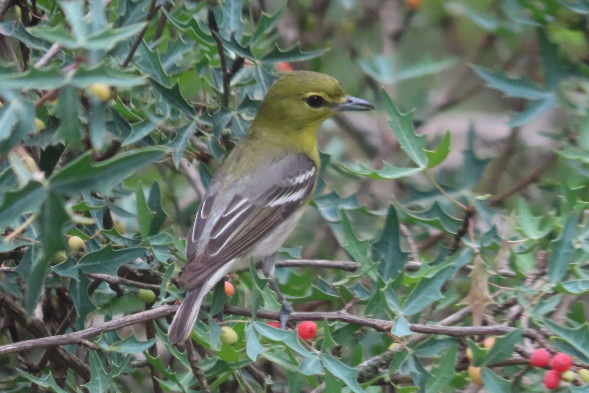 Yellow-throated Vireo - David Brinkman