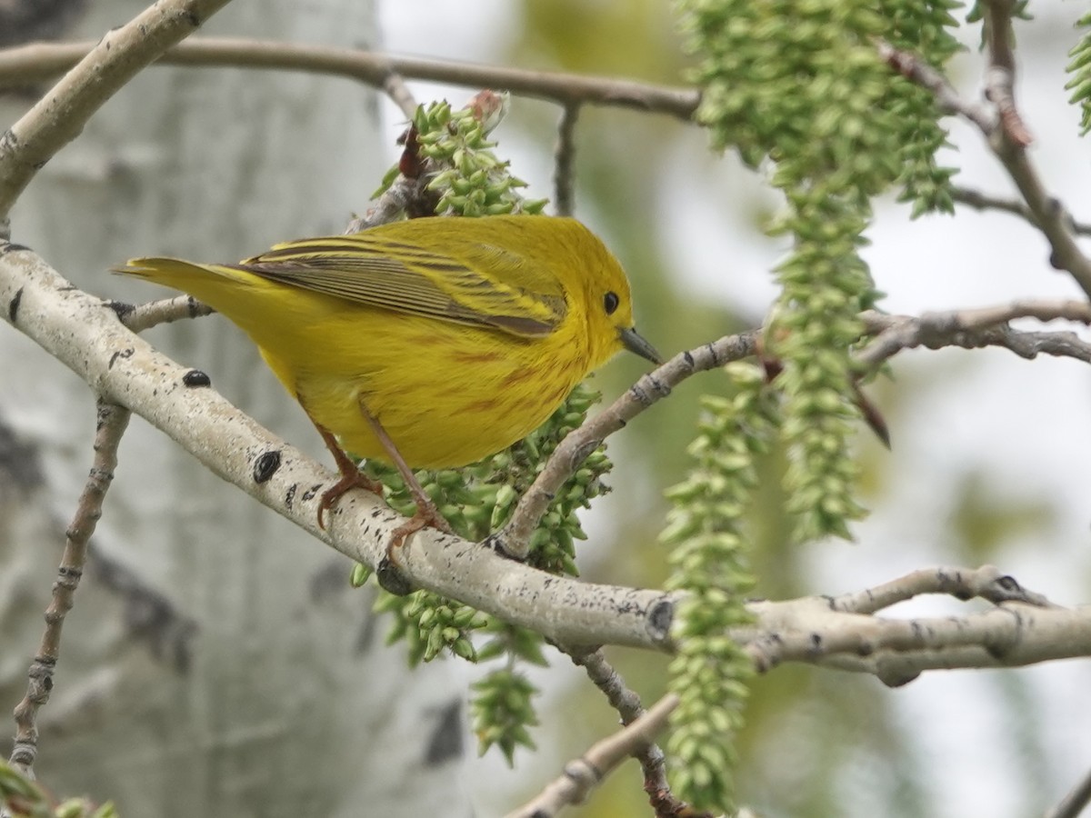 Yellow Warbler - ML619207463