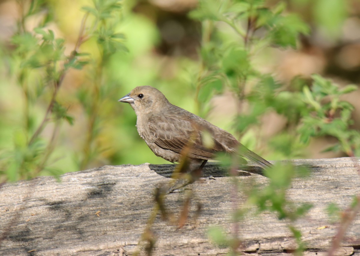 Brown-headed Cowbird - Tim Leppek