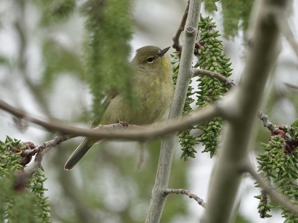 Orange-crowned Warbler - Liz Soria