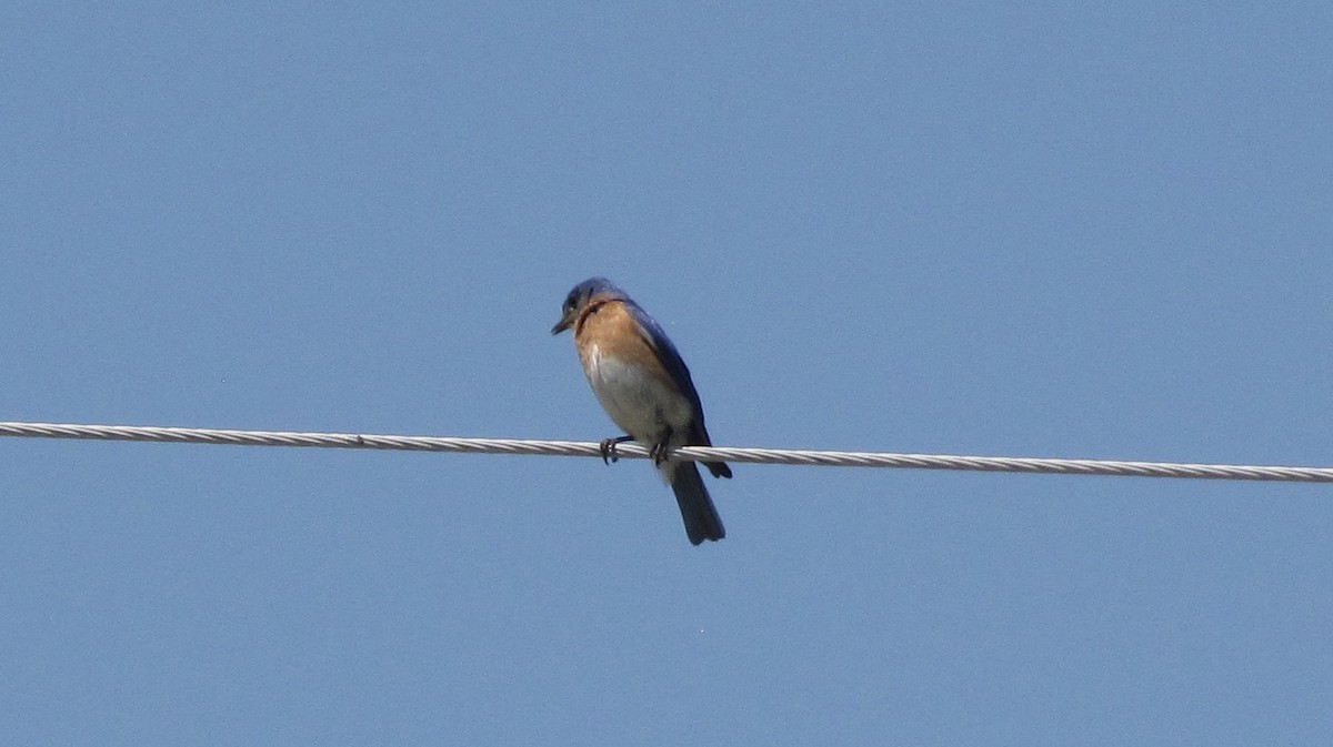 Eastern Bluebird - Sheila Sawyer