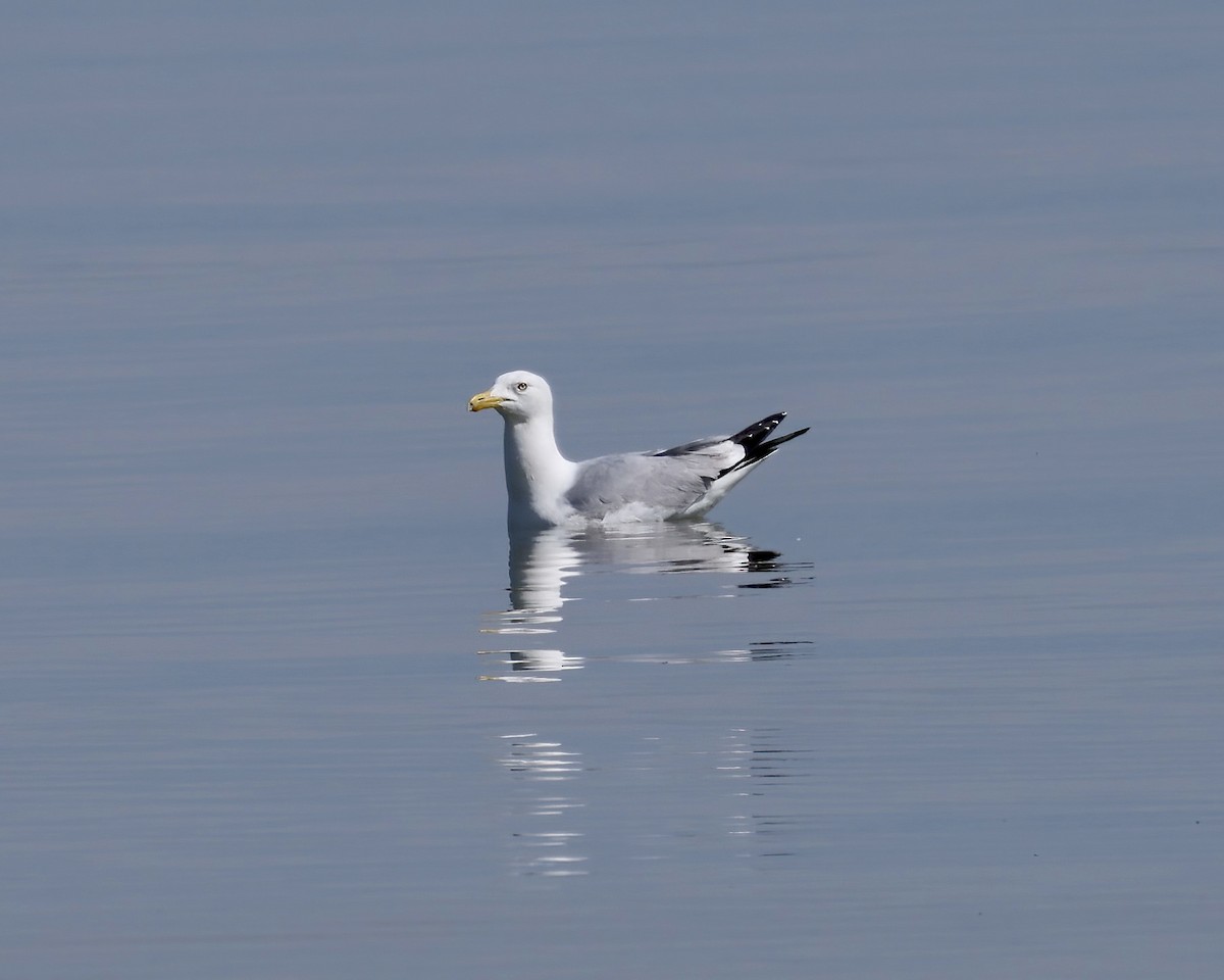 Gaviota Argéntea - ML619207496