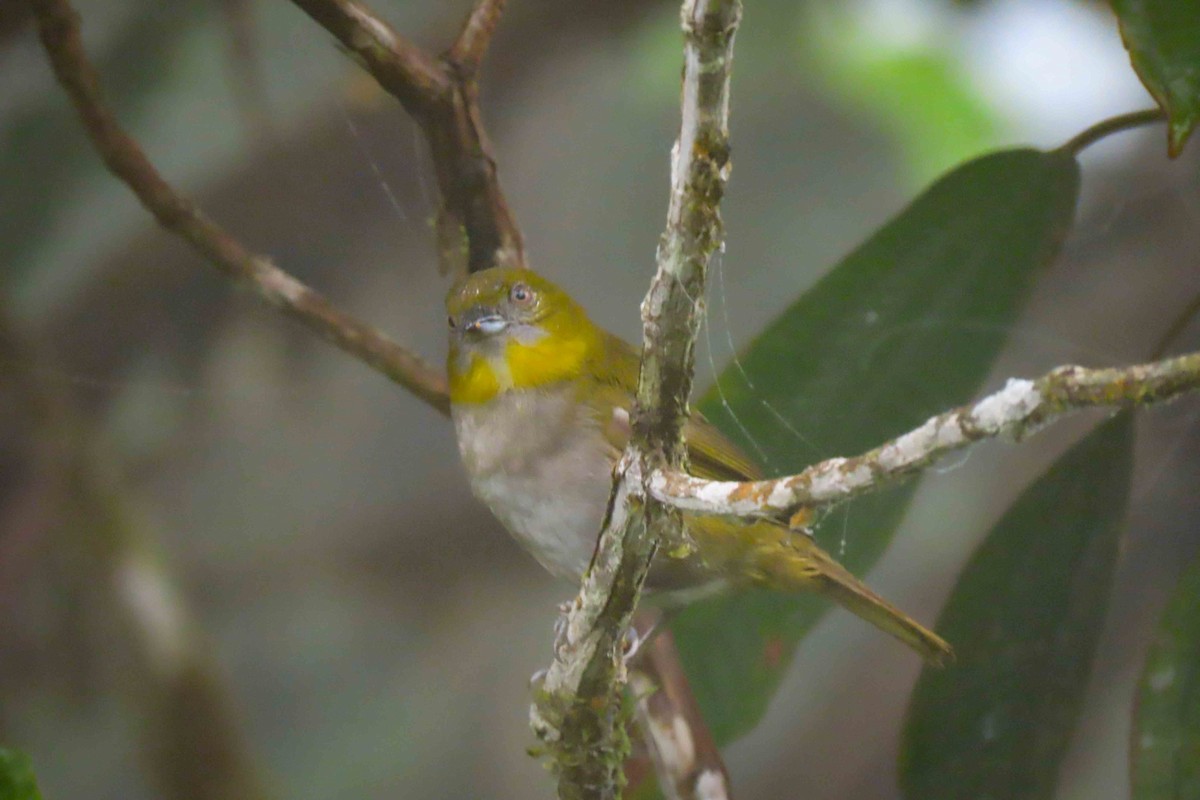 Yellow-throated Chlorospingus - Rogger Valencia Monroy