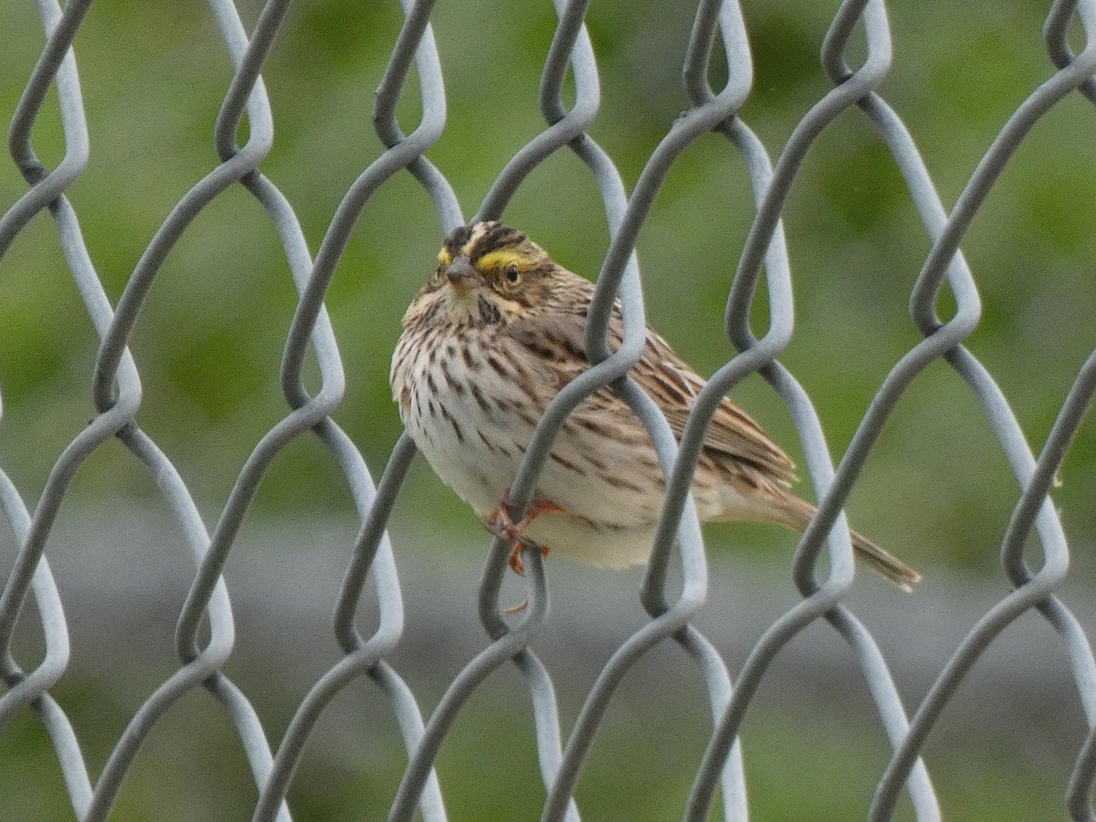 Savannah Sparrow - Elliot Dziedzic