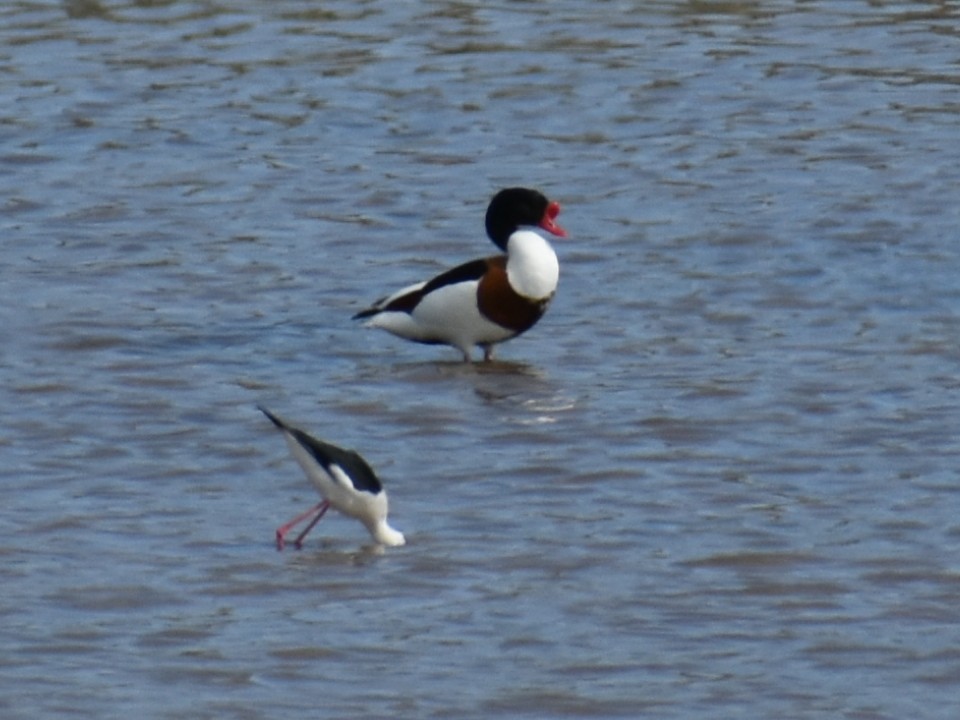 Common Shelduck - ML619207510