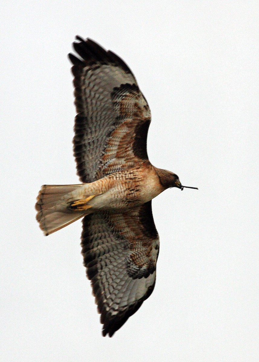 Red-tailed Hawk - William Clark