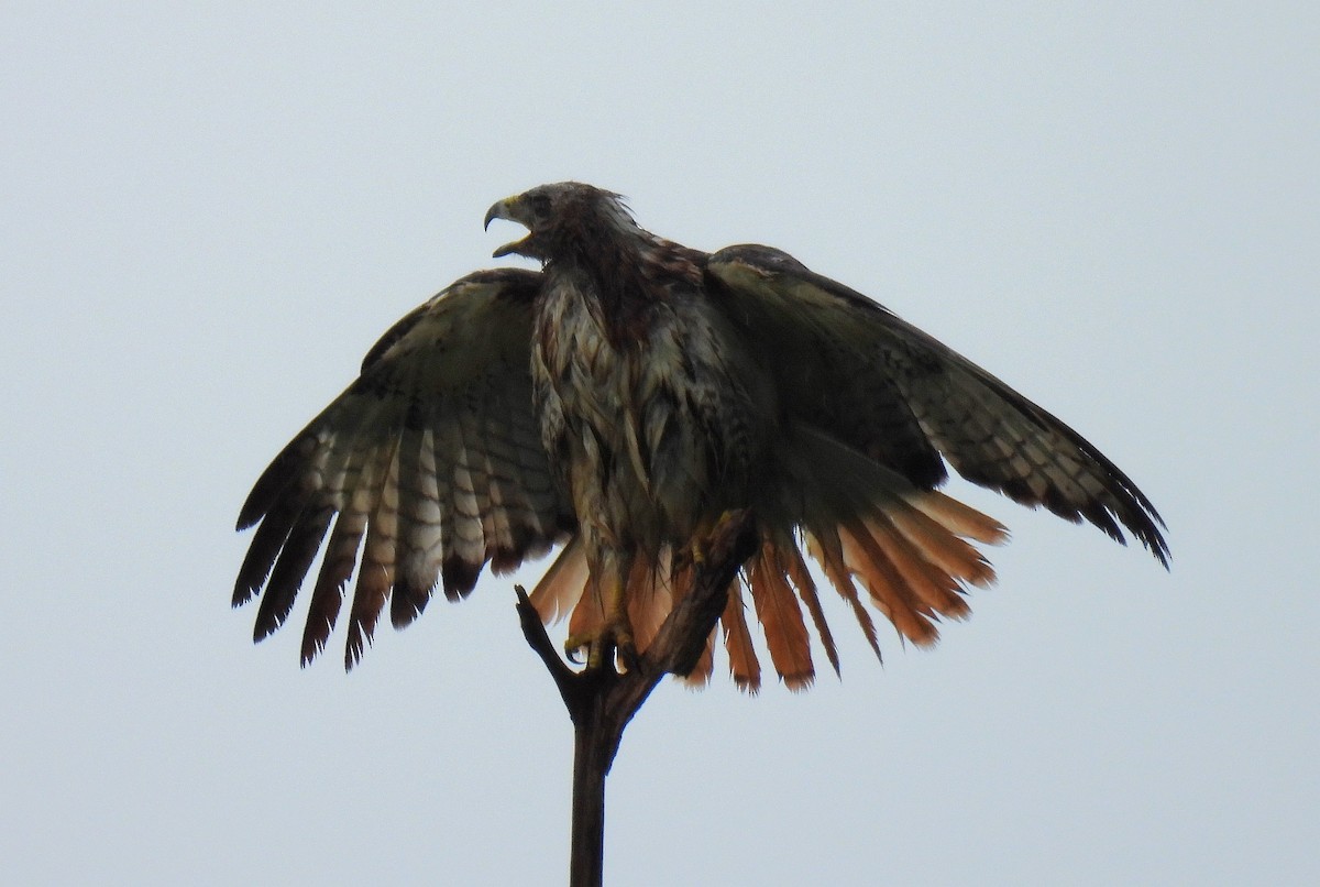 Red-tailed Hawk - Corvus 𓄿