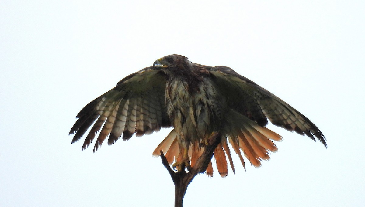 Red-tailed Hawk - Corvus 𓄿