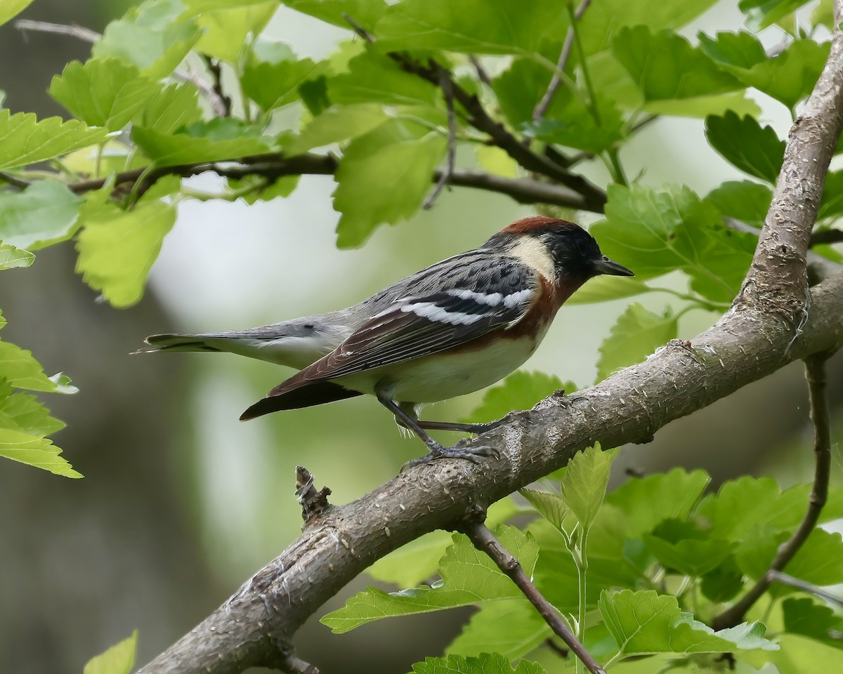 Bay-breasted Warbler - Debbie Kosater