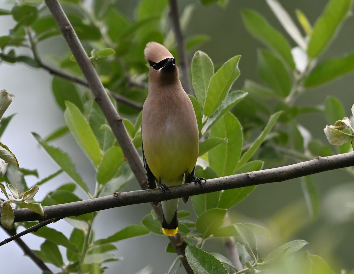 Cedar Waxwing - Ralph Erickson