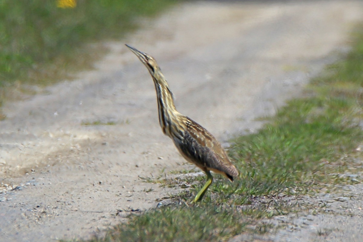 American Bittern - Rob Routledge