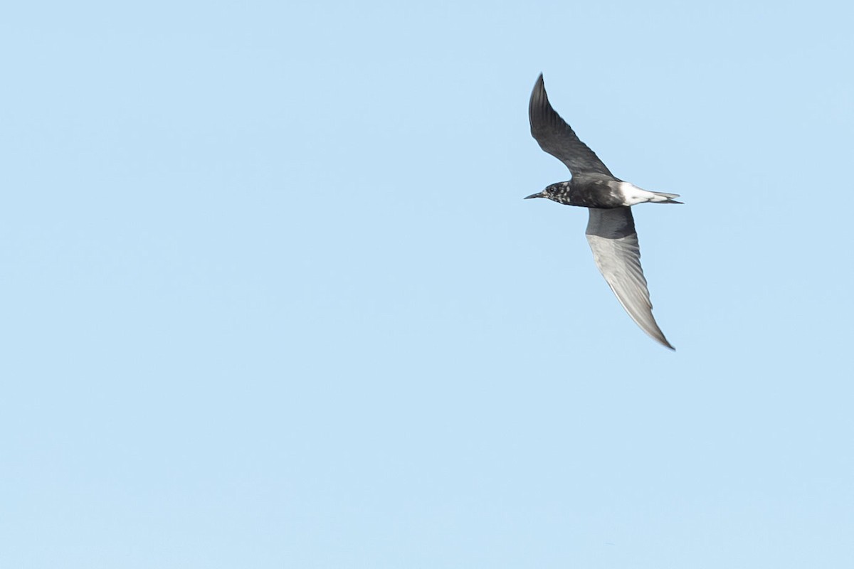 Black Tern - Christopher Rex Prevett