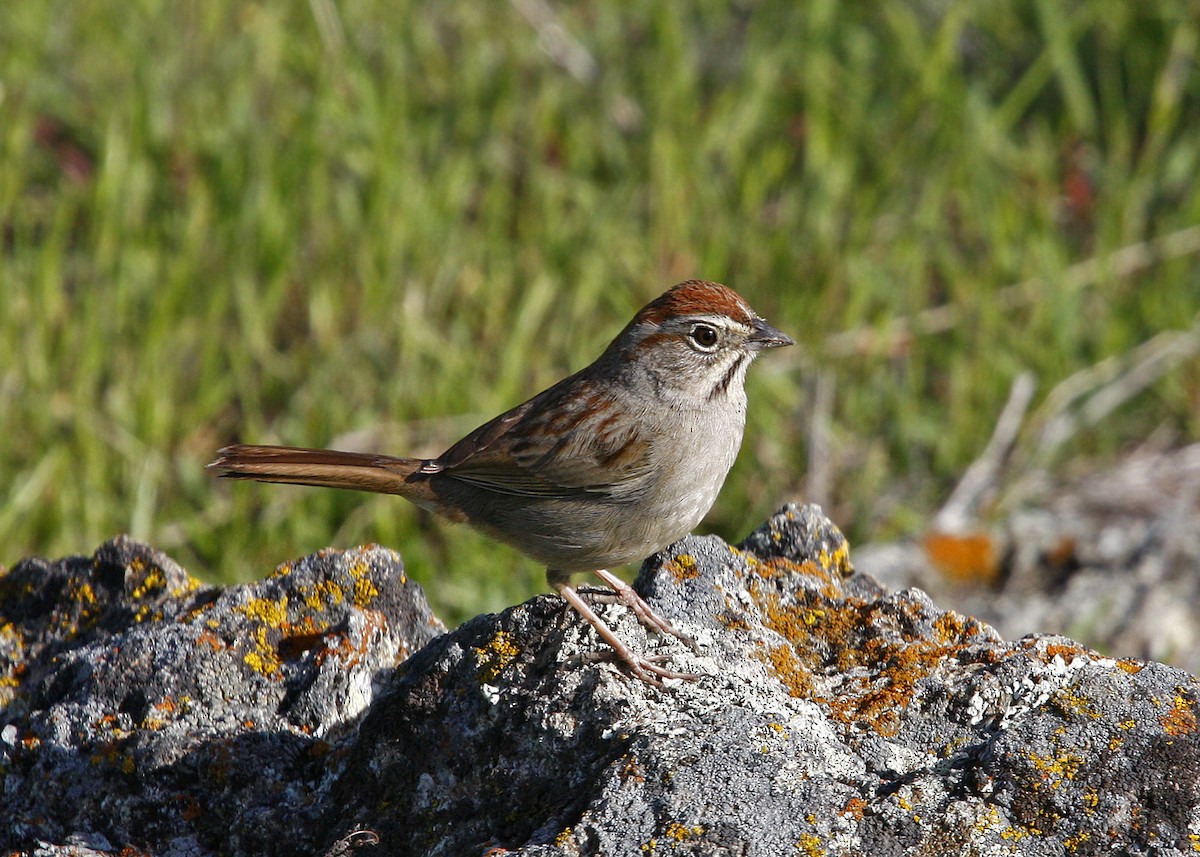 Rufous-crowned Sparrow - William Clark