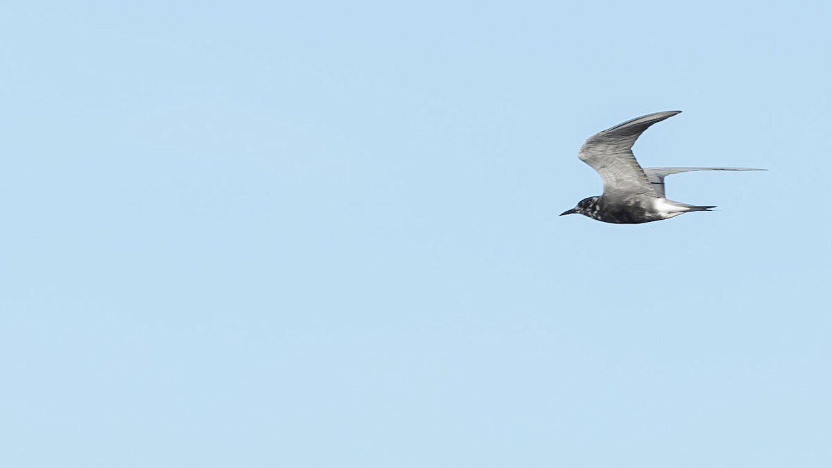 Black Tern - Christopher Rex Prevett