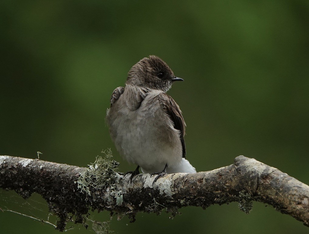 Northern Rough-winged Swallow - Michael Plauché