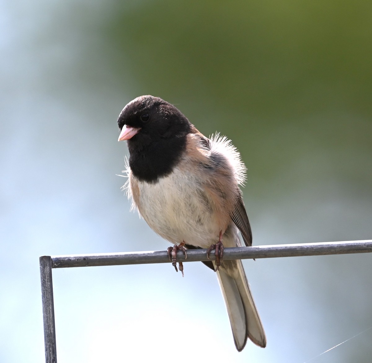 Dark-eyed Junco - Ralph Erickson