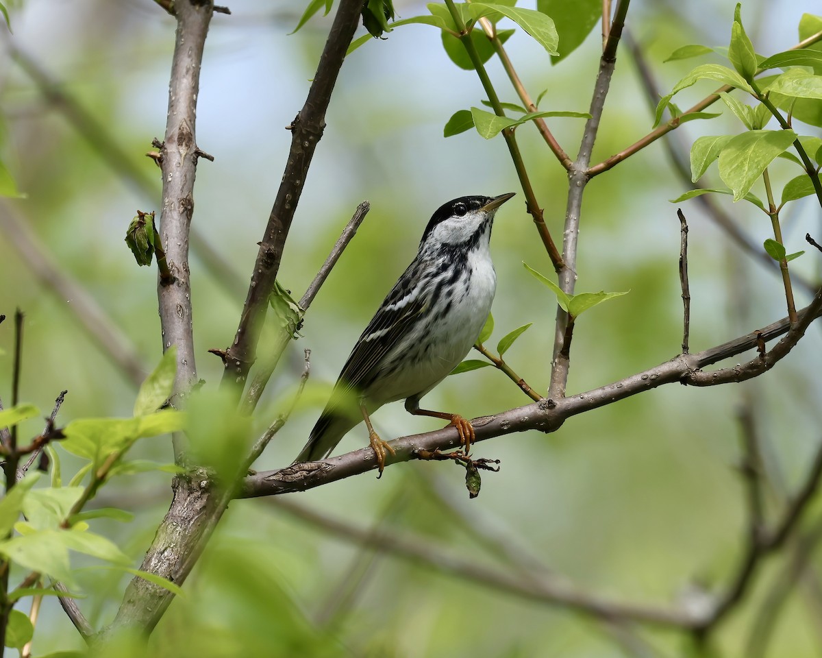 Blackpoll Warbler - Debbie Kosater