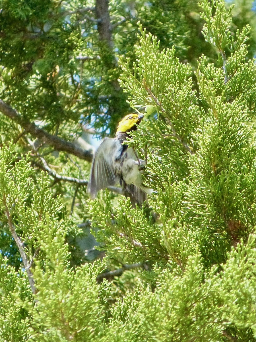 Golden-cheeked Warbler - Derek Richardson