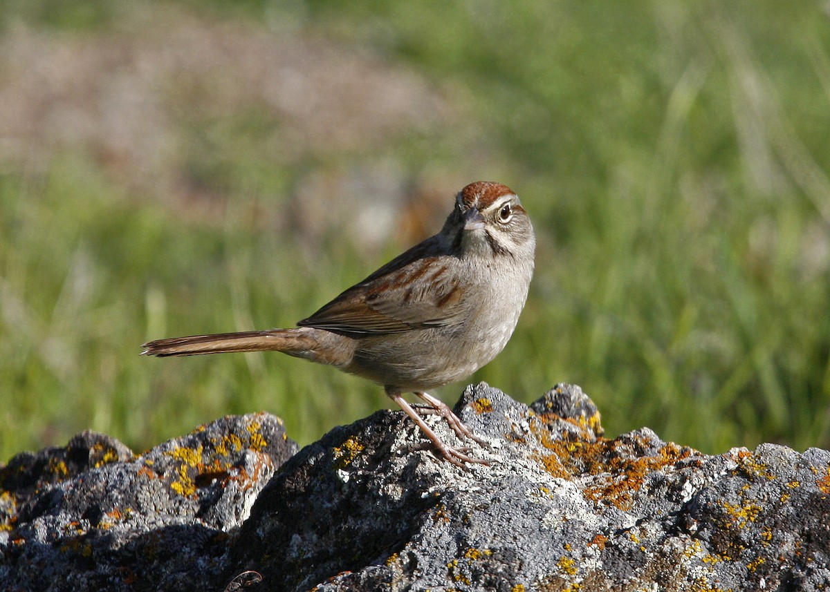 Rufous-crowned Sparrow - William Clark