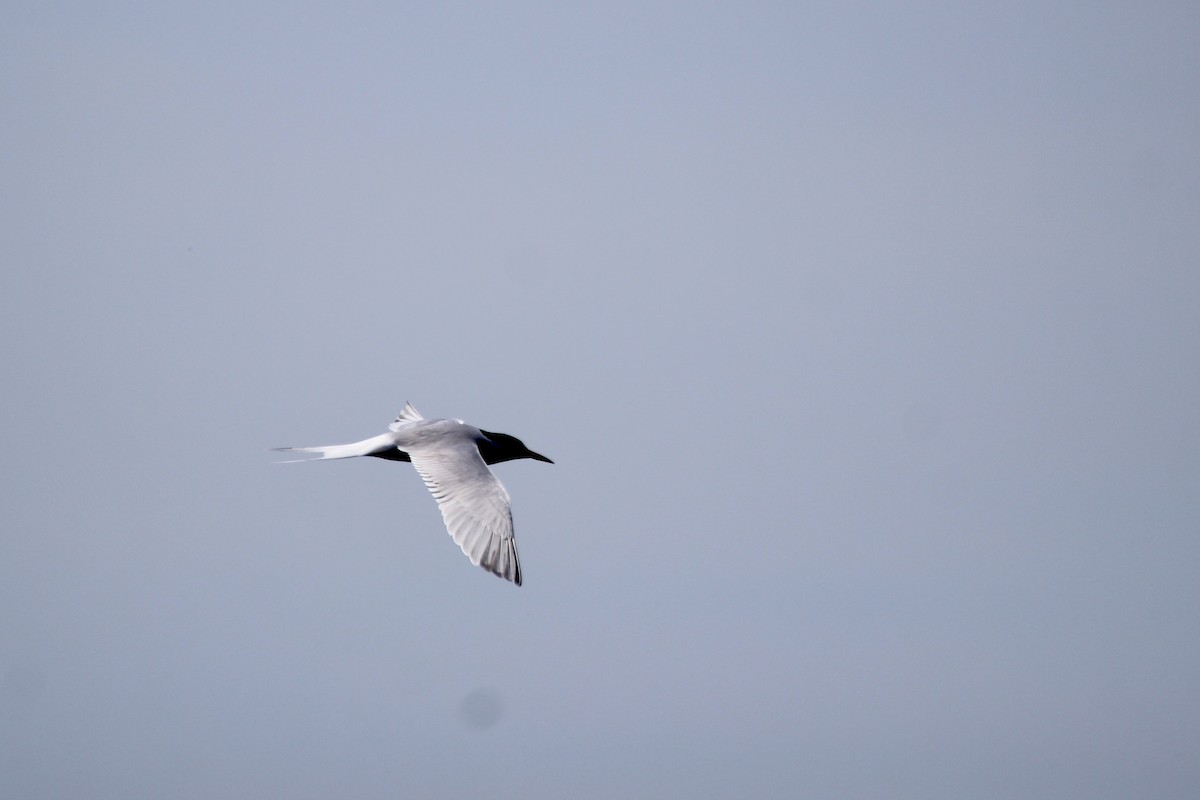 アジサシ - ML619207560