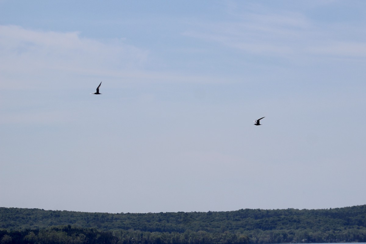 アジサシ - ML619207561