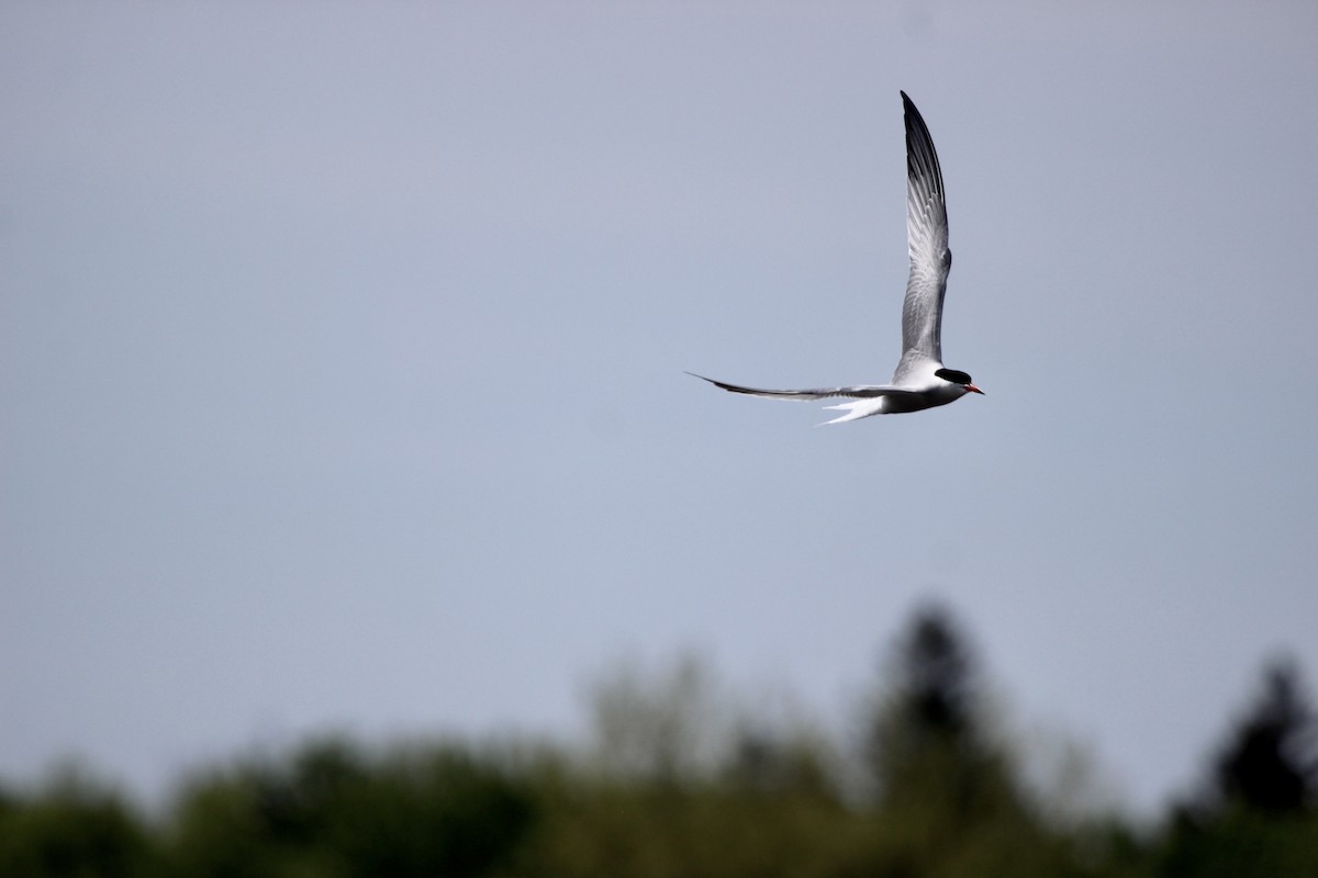 アジサシ - ML619207563