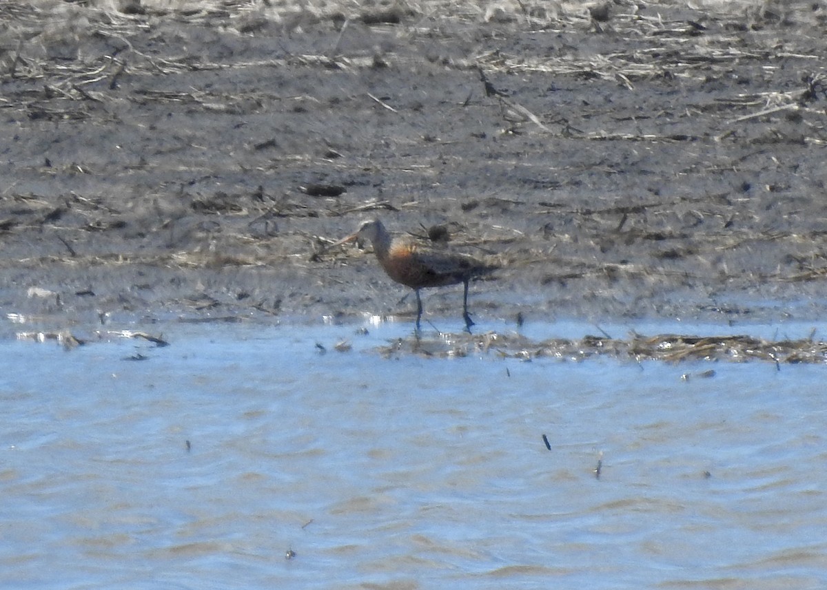 Hudsonian Godwit - ML619207564