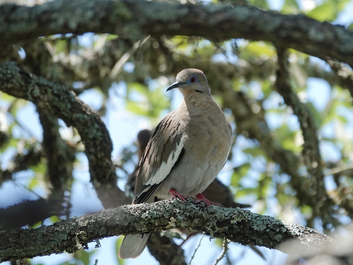 White-winged Dove - Barry Reed