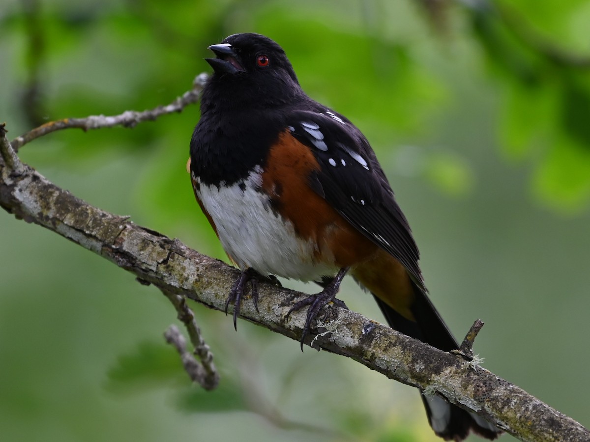 Spotted Towhee - Ralph Erickson