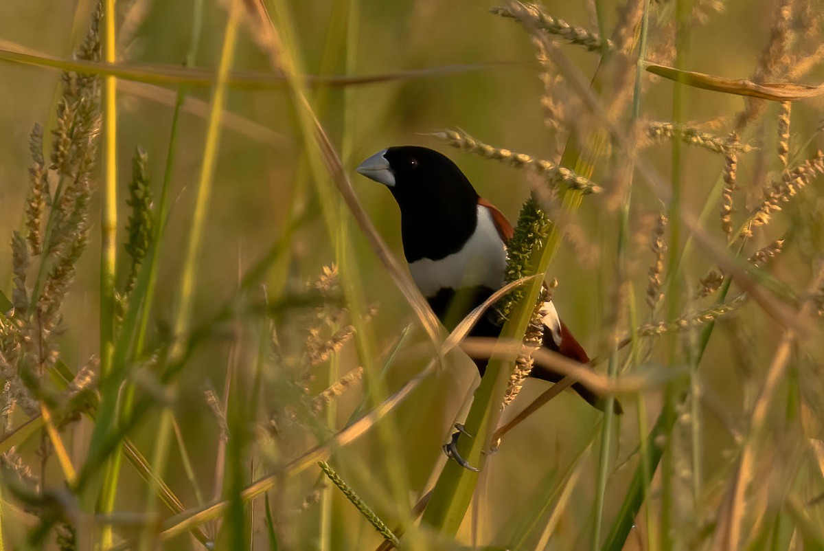 Tricolored Munia - Neeraja V