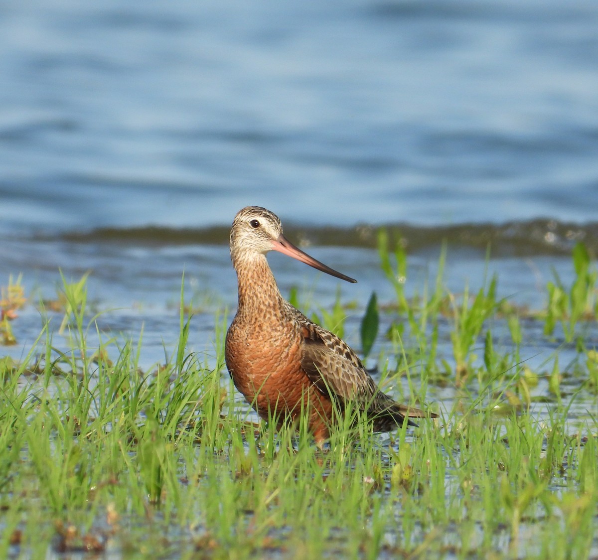 Hudsonian Godwit - ML619207598